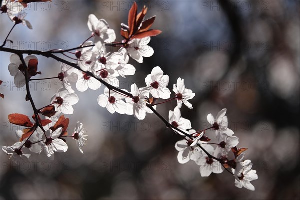 Ornamental cherry in bloom, March, Germany, Europe