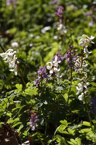 Corydalis, March, Germany, Europe