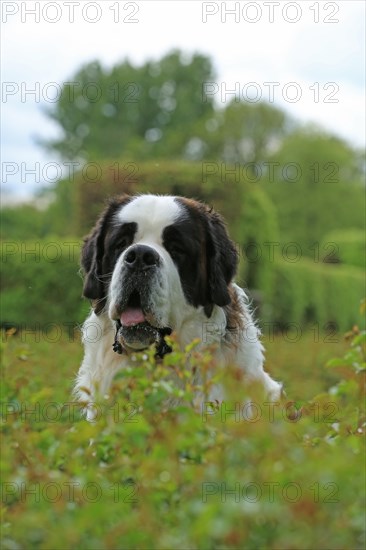 Saint Bernard, Saint Bernard dog