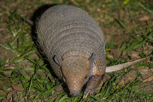 Giant armadillo (Priodontes maximus) Pantanal Brazil