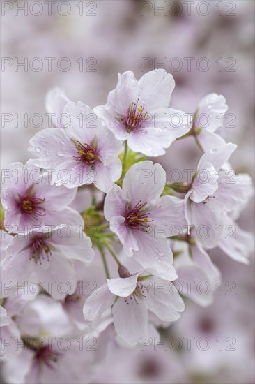 Japanese cherry (Prunus serrulata), Emsland, Lower Saxony, Germany, Europe