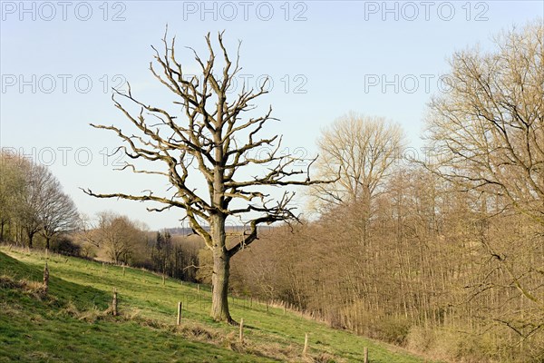Solitary tree, dead oak tree (Quercus) in a meadow, North Rhine-Westphalia, Germany, Europe
