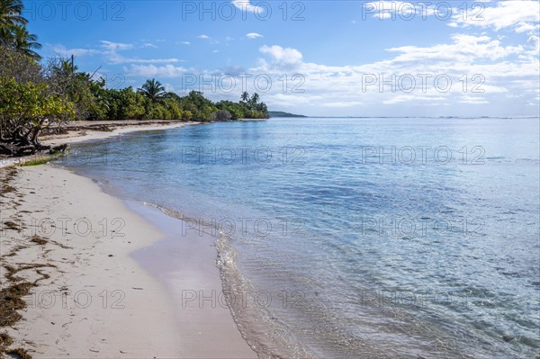 Romantic Caribbean sandy beach with palm trees, turquoise-coloured sea. Morning landscape shot at sunrise in Plage de Bois Jolan, Guadeloupe, French Antilles, North America