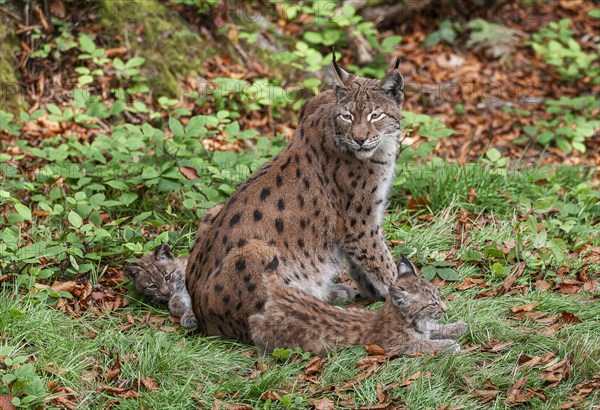 Eurasian lynx (Lynx lynx) female, mother and two cubs on the forest floor, captive, Germany, Europe