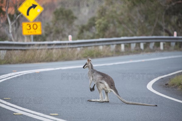 Pretty-faced wallaby sits on the road. In South Queensland Australia in Lamington National Park