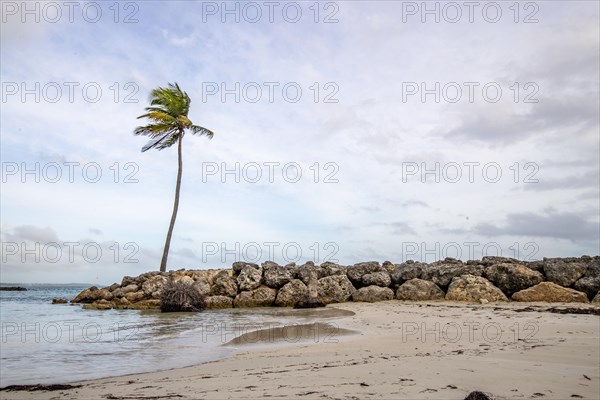 Caribbean dream beach with palm trees, white sandy beach and turquoise-coloured, crystal-clear water in the sea. Shallow bay on a cloudy day. Plage de Sainte Anne, Grande Terre, Guadeloupe, French Antilles, North America