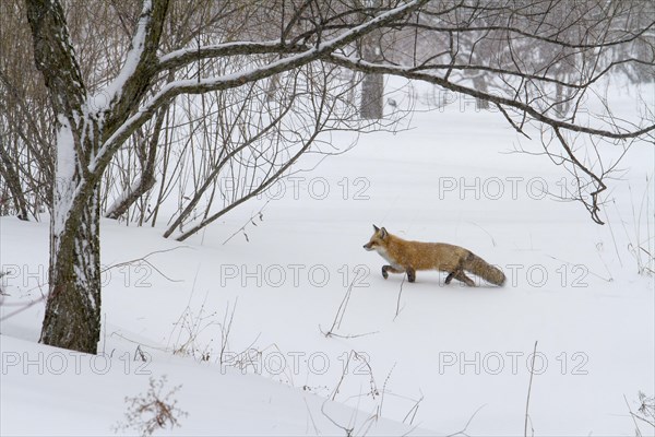 Red fox. Vulpes vulpes. Red fox walking in a garden in winter. Montreal botanical garden. Province of Quebec. Canada