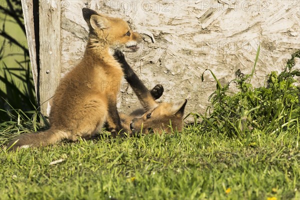 Red fox. Vulpes vulpes. Red fox cubs playing together in a meadow. Province of Quebec. Canada