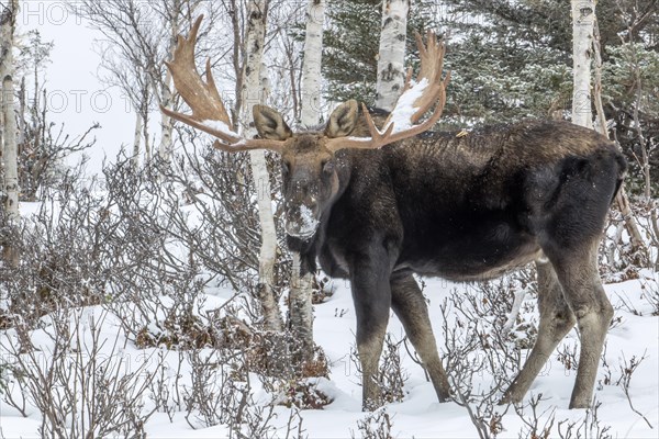 Moose. Alces alces. Bull moose standing in a snow-covered forest in late fall. Gaspesie conservation park. Province of Quebec. Canada