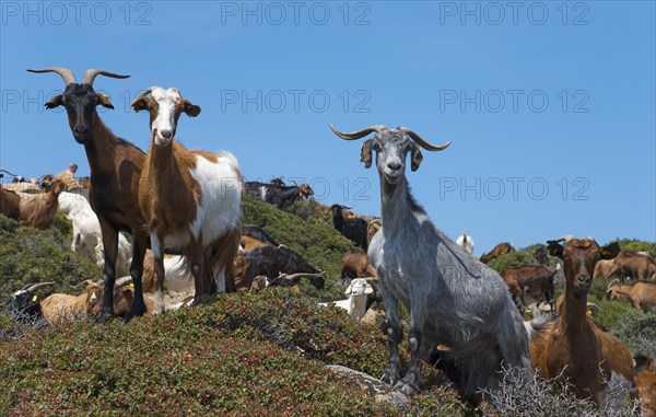 Goats on a cliff overlooking the sea and the surrounding nature, Kriaritsi, Sithonia, Chalkidiki, Central Macedonia, Greece, Europe