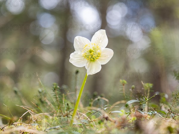 Christmas rose (Helleborus niger), near Tragoess, Styria, Austria, Europe