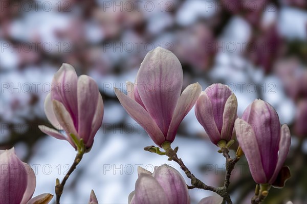 Blossoms of a magnolia (Magnolia), saucer magnolia (Magnolia x soulangeana), magnolia blossom, Offenbach am Main, Hesse, Germany, Europe