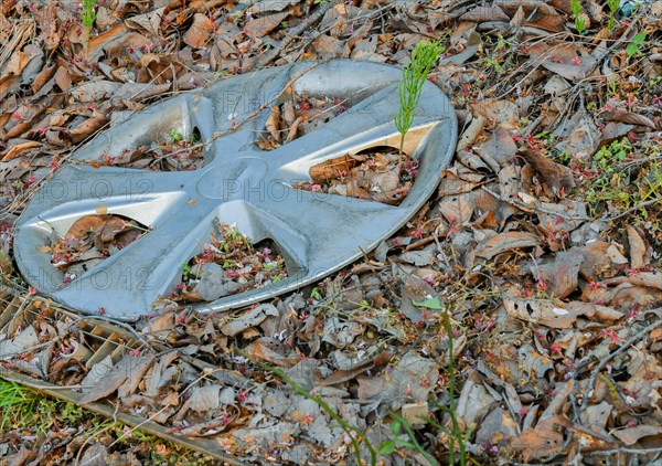 An abandoned car hubcap amidst fallen leaves and forest debris, indicating pollution, in South Korea