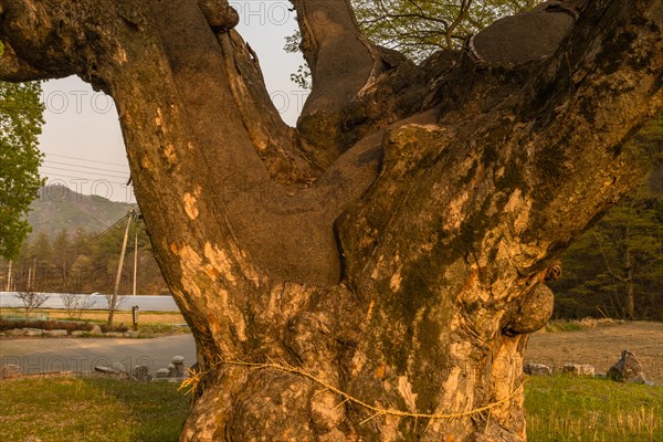 Close up of large 630 year old tree that has been repaired using tar to keep the trunk and branches from splitting in South Korea