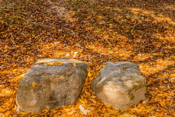 Two large rocks surrounded by orange and brown leaves on the ground, in South Korea