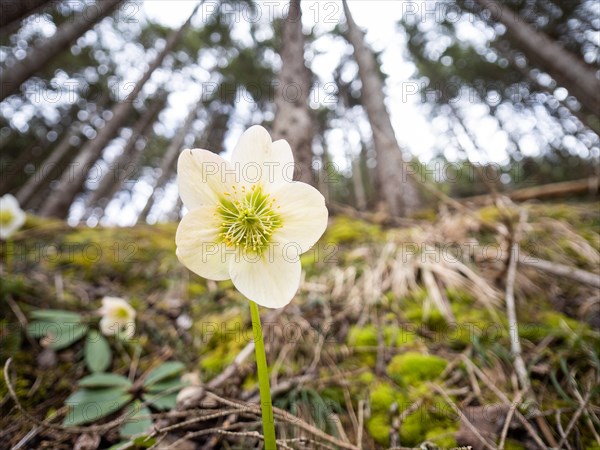 Christmas rose (Helleborus niger), near Tragoess, Styria, Austria, Europe