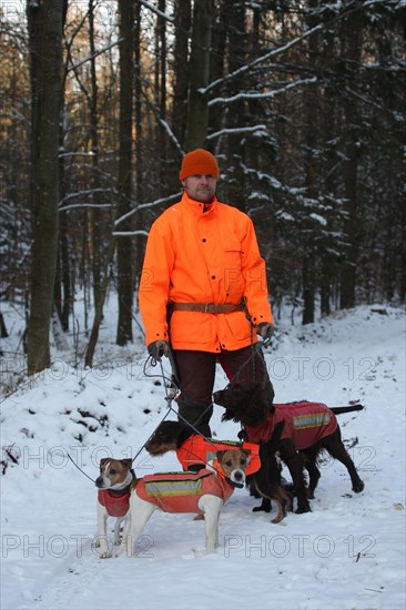 Wild boar (Sus scrofa) dog handler with hunting dogs quail, hunting terrier and Jack Russell terrier in the snow, all in safety clothing, Allgaeu, Bavaria, Germany, Europe