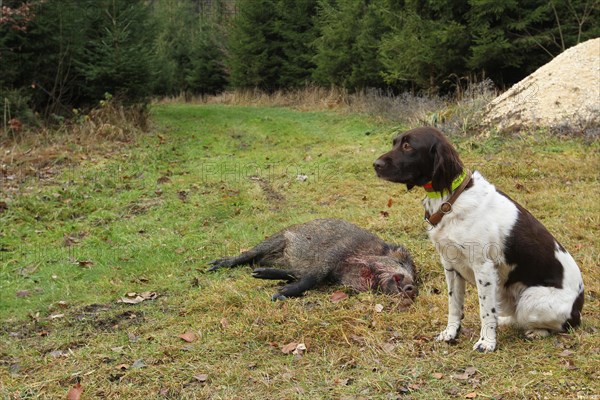 Wild boar hunt, hunted sow (Sus scrofa) and hunting dog Kleiner Muensterlaender, Allgaeu, Bavaria, Germany, Europe