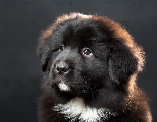 Dog, Newfoundland black, portrait, head only, puppies, dark background, AI generated, AI generated