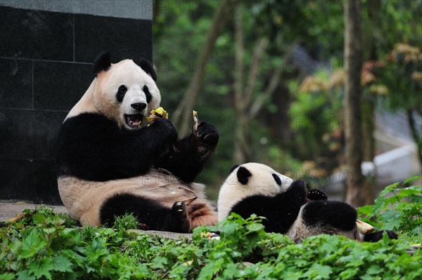 Bifengxia Panda Center, sichuan, china