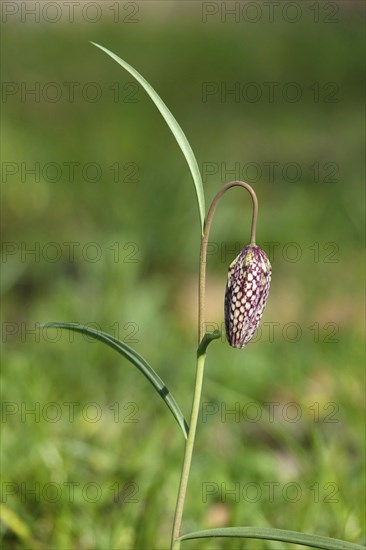 Snake's Head Fritillary, March, Germany, Europe