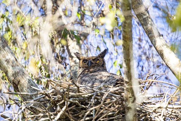 Virginia eagle owl (Bubo virginianus) Pantanal Brazil