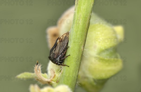 Horned treehopper (Centrotus cornutus), Valais, Switzerland, Europe