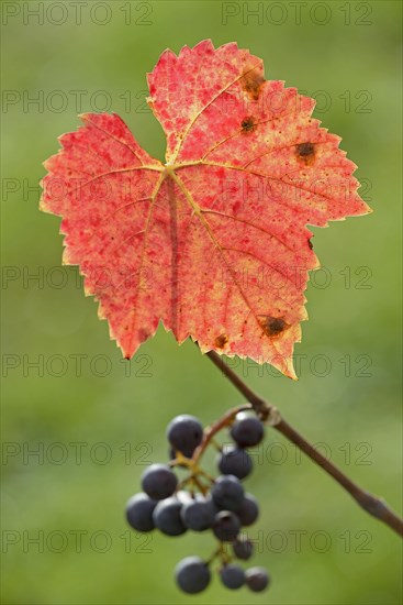 Branch with red vine leaves and dark grapes, Moselle, Rhineland-Palatinate, Germany, Europe