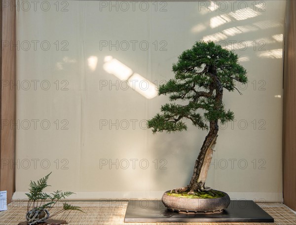 Bonsai