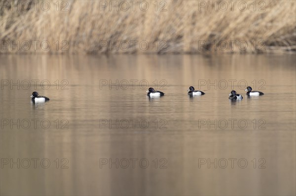 Tufted duck (Aythya fuligula), males swimming on a pond, Thuringia, Germany, Europe