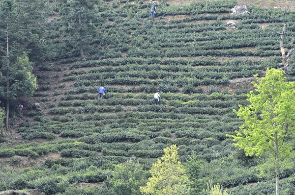 Tea cultivation, china