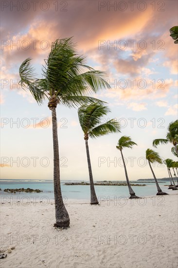 Caribbean dream beach with palm trees, white sandy beach and turquoise-coloured, crystal-clear water in the sea. Shallow bay at sunset. Plage de Sainte Anne, Grande Terre, Guadeloupe, French Antilles, North America