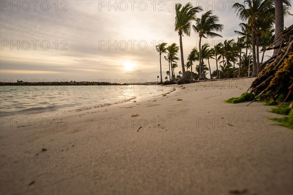 Caribbean dream beach with palm trees, white sandy beach and turquoise-coloured, crystal-clear water in the sea. Shallow bay at sunset. Plage de Sainte Anne, Grande Terre, Guadeloupe, French Antilles, North America