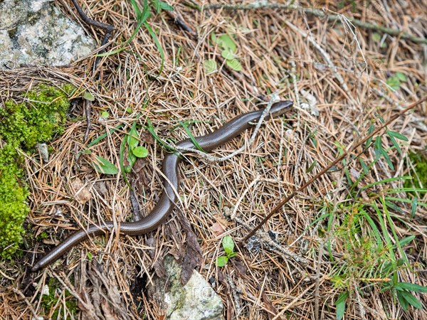 Slow worm (Anguis fragilis), near Tragoess, Styria, Austria, Europe