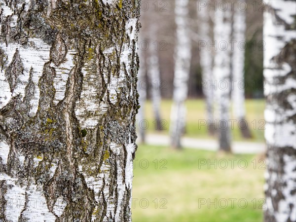 Bark from a birch tree, Oberort, municipality of Tragoess-St. Katharein, Styria, Austria, Europe