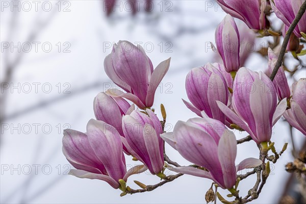 Blossoms of a magnolia (Magnolia), magnolia blossom, magnolia x soulangeana (Magnolia xsoulangeana), Offenbach am Main, Hesse, Germany, Europe