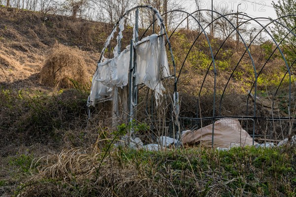 Tattered and weathered fabric hangs from an overgrown wire frame, in South Korea