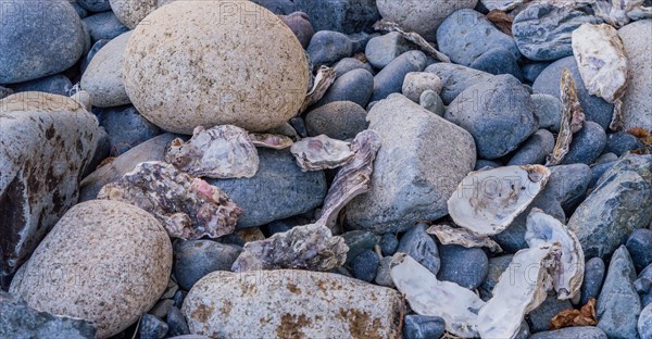 Scattered oyster shells among grey pebbles on a beach, creating a textured natural pattern, in South Korea