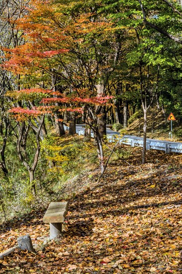 A quiet spot with a bench, surrounded by trees with autumn leaves and a winding road, in South Korea