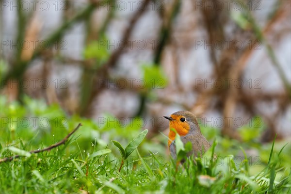 A robin (Erithacus rubecula) on green grass against a blurred background, Hesse, Germany, Europe
