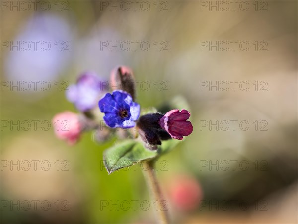 True lungwort or common lungwort (Pulmonaria officinalis), flowers, Leoben, Styria, Austria, Europe