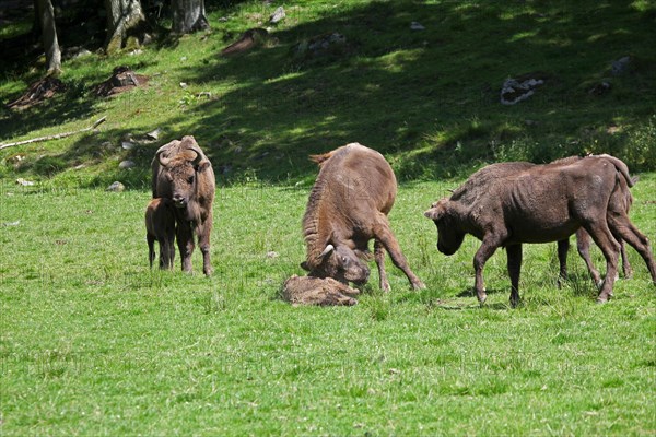 European bison (Bison bonasus) bull attacking helpless calf lying on the ground, captive, Sweden, Scandinavia, Europe