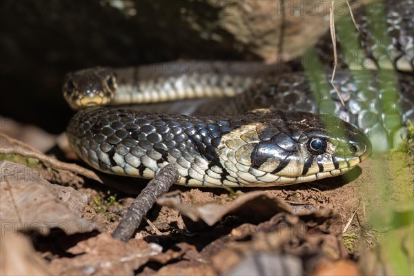 Grass snakes (Natrix natrix) by a rock on the ground