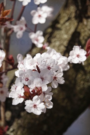 Ornamental cherry in bloom, March, Germany, Europe