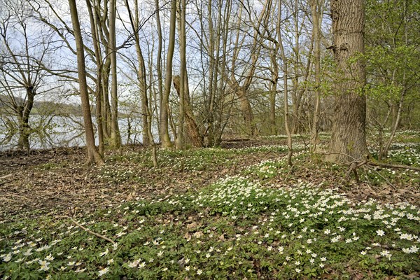 Wood anemone (Anemone nemorosa) blooming between deciduous trees at a lake, North Rhine-Westphalia, Germany, Europe