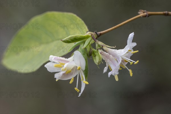 Red honeysuckle (Lonicera xylostemon), Emsland, Lower Saxony, Germany, Europe