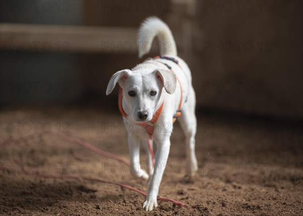 Domestic dog (Canis lupus familiaris), light-coloured coat, female, young, animal welfare dog, running in an indoor riding arena, frontal approaching the viewer, background brown blurred, Hesse, Germany, Europe