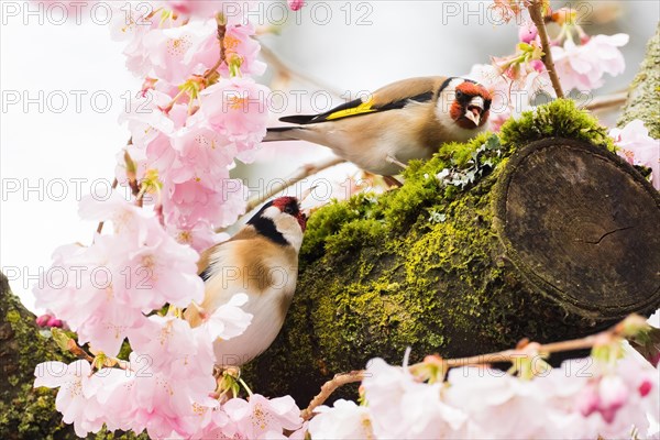 Two european goldfinches (Carduelis carduelis) sitting on a moss-covered branch surrounded by pink cherry blossoms, courtship behaviour, Hesse, Germany, Europe