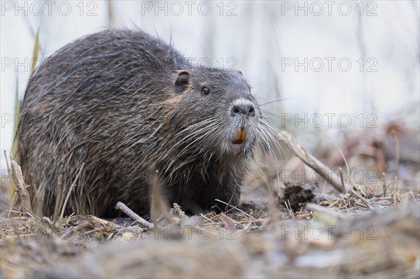 Nutria (Myocastor coypus), wet, coming out of the water, at eye level, showing orange coloured teeth, walking through branches and twigs, background light blurred water, Rombergpark, Dortmund, Ruhr area, Germany, Europe