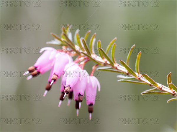 Flowering heather (Erica), near Tragoess, Styria, Austria, Europe